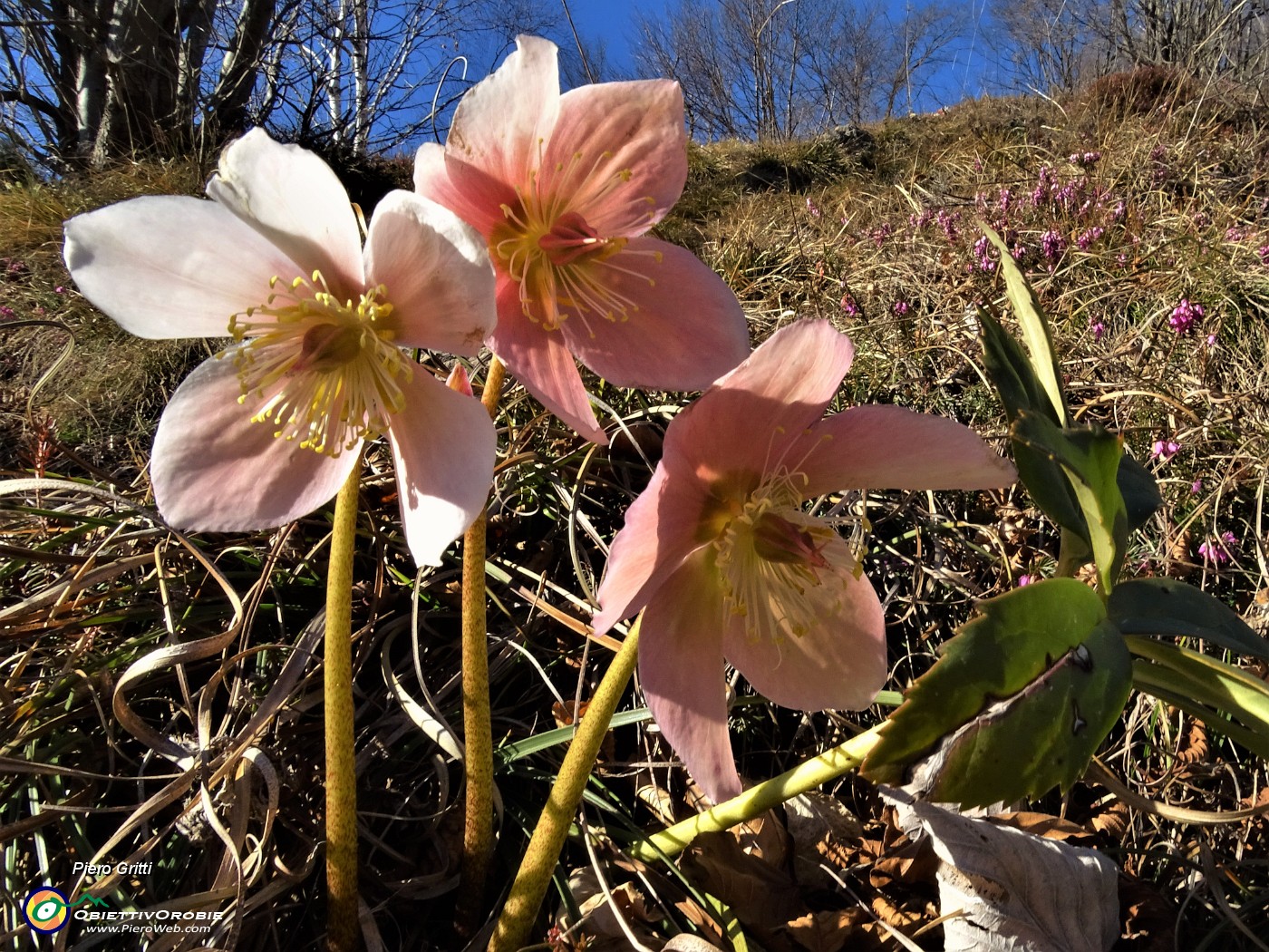 20 Ellebori rosa in fiore sul sentiero.JPG